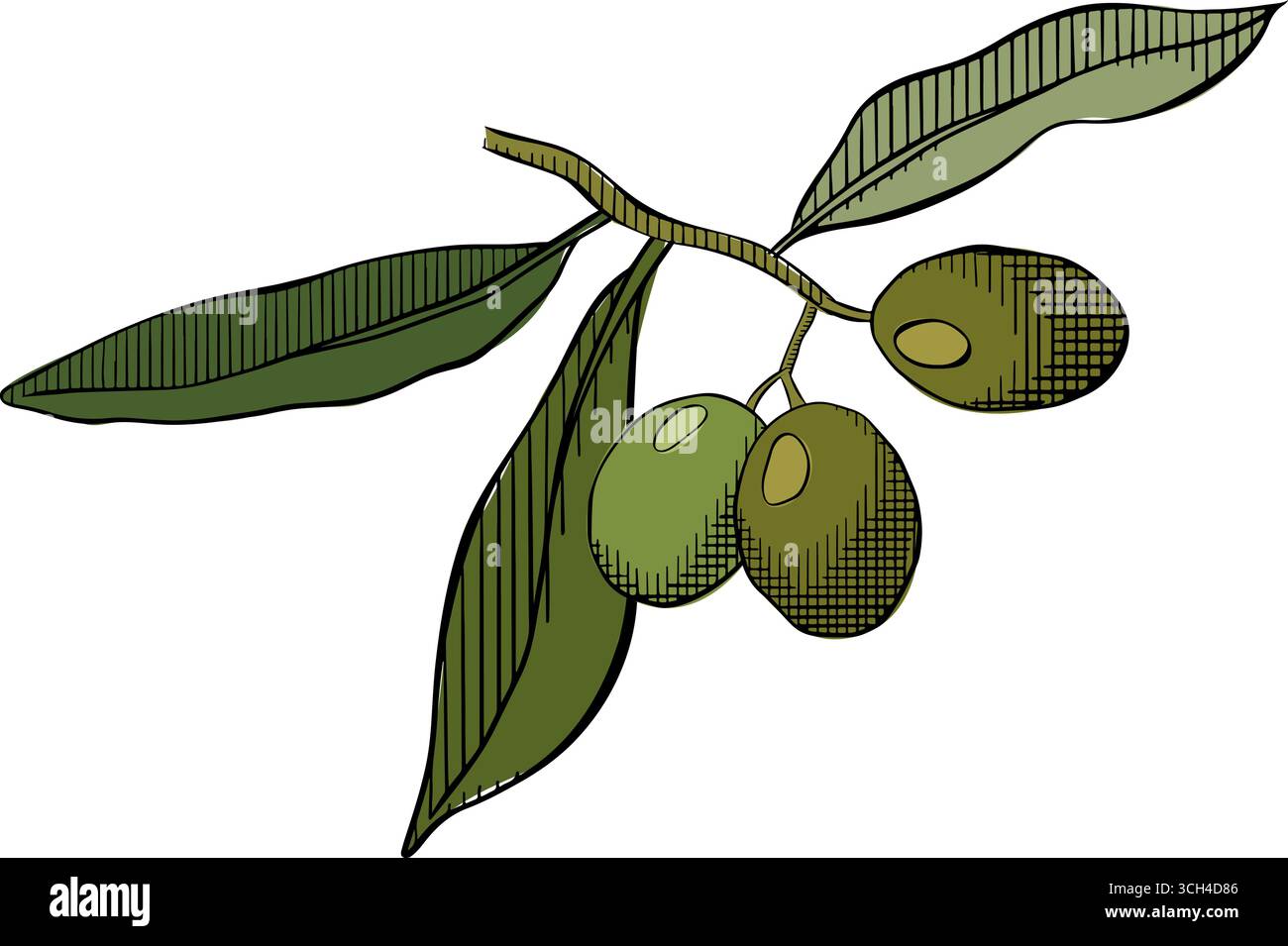 Ramoscello d'oliva. Ramo vettoriale, sagoma delle foglie. Elegante simbolo grafico di pace. Illustrazione colorata con inchiostro a linee grafiche vettoriali. Voce agricola attivata Illustrazione Vettoriale