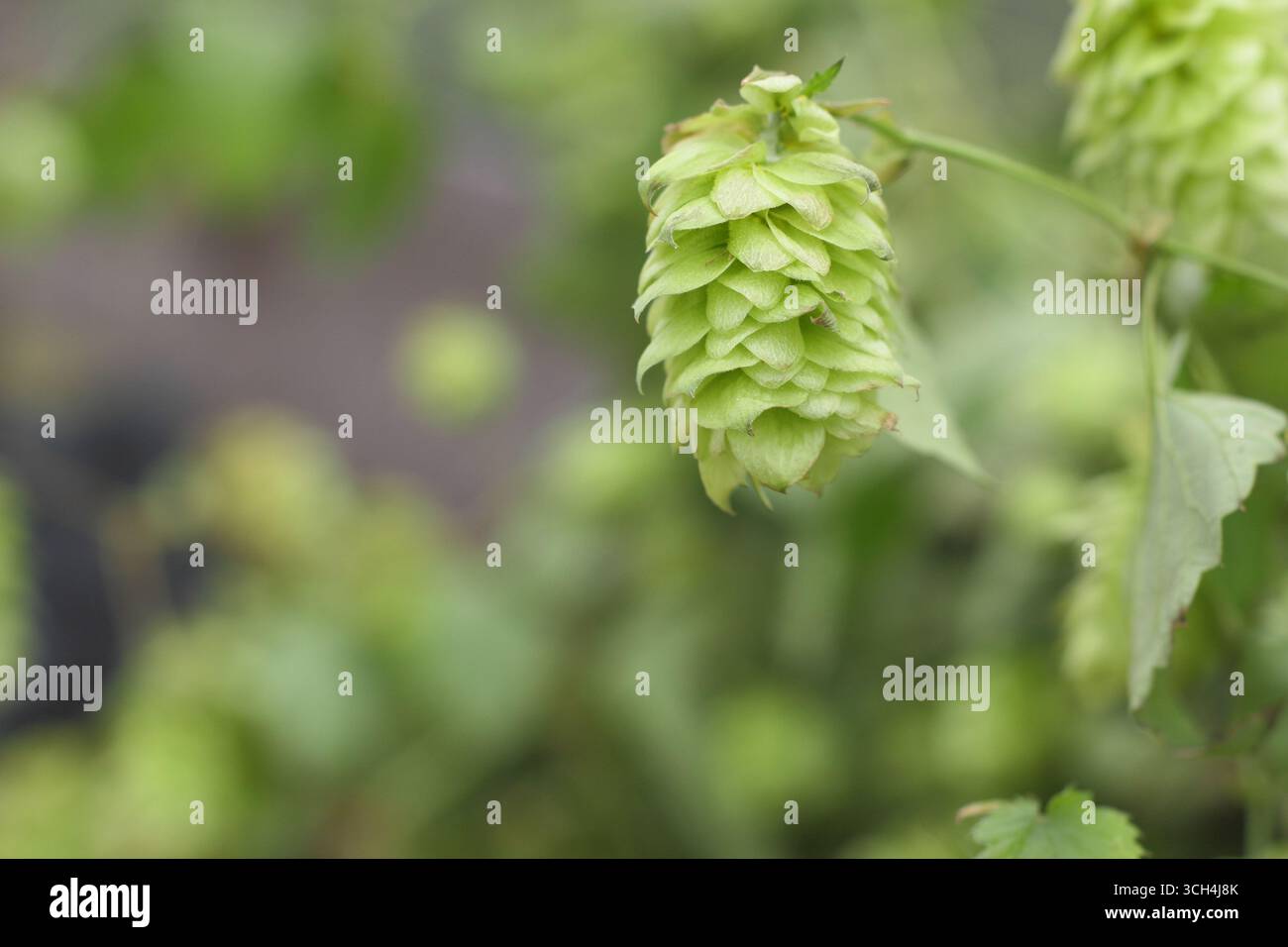 Luppolo fiori. Humulus lupulus "Northern Brewer", coni di luppolo amaro che crescono in Inghilterra. REGNO UNITO Foto Stock Luppolo fiori. Humulus lupulus "Northern Brewer", coni di luppolo amaro che crescono in Inghilterra. REGNO UNITO Foto Stock