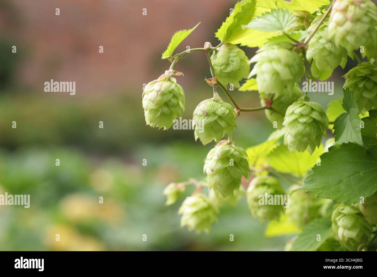 Fiori di luppolo Golden Tassell. Humulus lupulus "Golden Tassell", coni di luppolo che crescono in Inghilterra. REGNO UNITO Foto Stock Fiori di luppolo Golden Tassell. Humulus lupulus "Golden Tassell", coni di luppolo che crescono in Inghilterra. REGNO UNITO Foto Stock