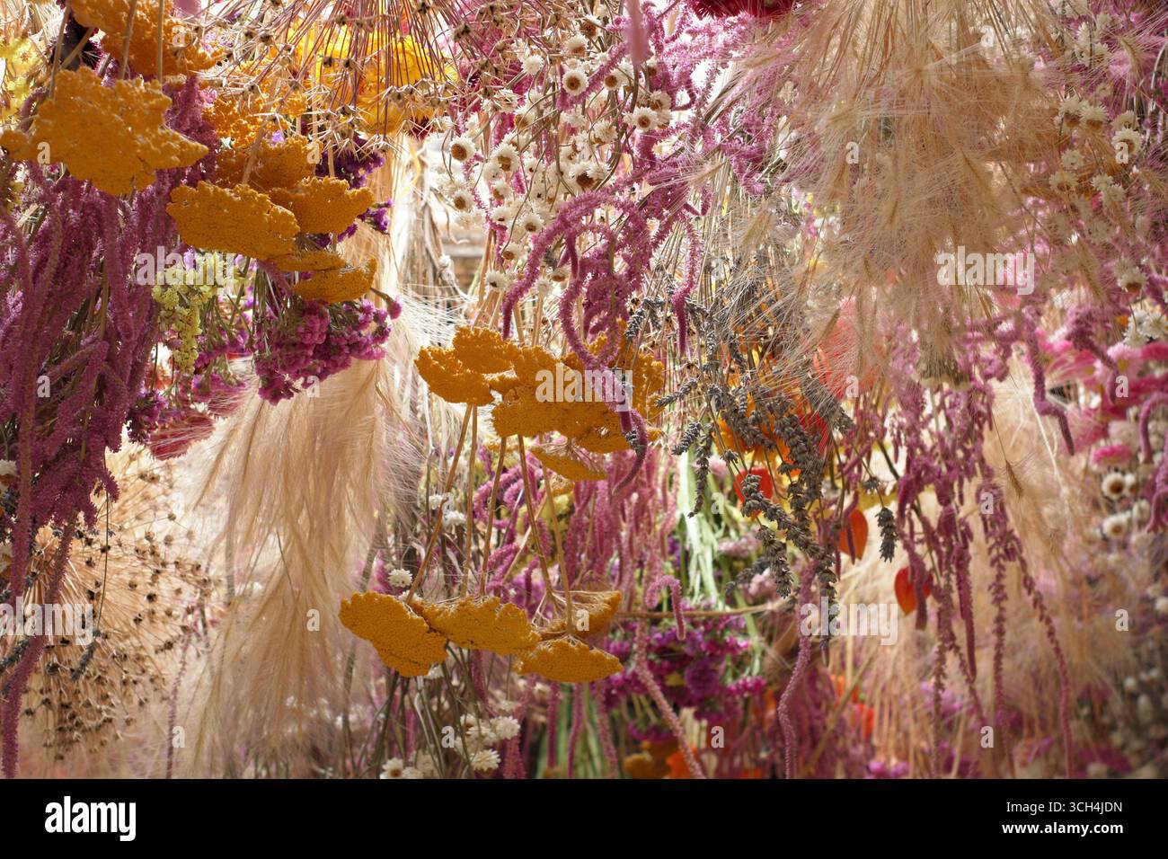 Esposizione di fiori secchi appesi a un soffitto comprendente teste di semina allium, achillea gialla, amaranto rosa, statice, physalis, camomilla e erba. Foto Stock