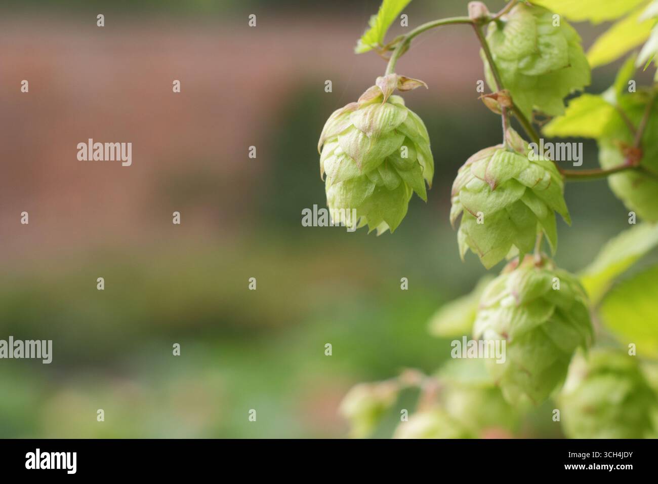 Fiori di luppolo Golden Tassell. Humulus lupulus "Golden Tassell", coni di luppolo che crescono in Inghilterra. REGNO UNITO Foto Stock Fiori di luppolo Golden Tassell. Humulus lupulus "Golden Tassell", coni di luppolo che crescono in Inghilterra. REGNO UNITO Foto Stock