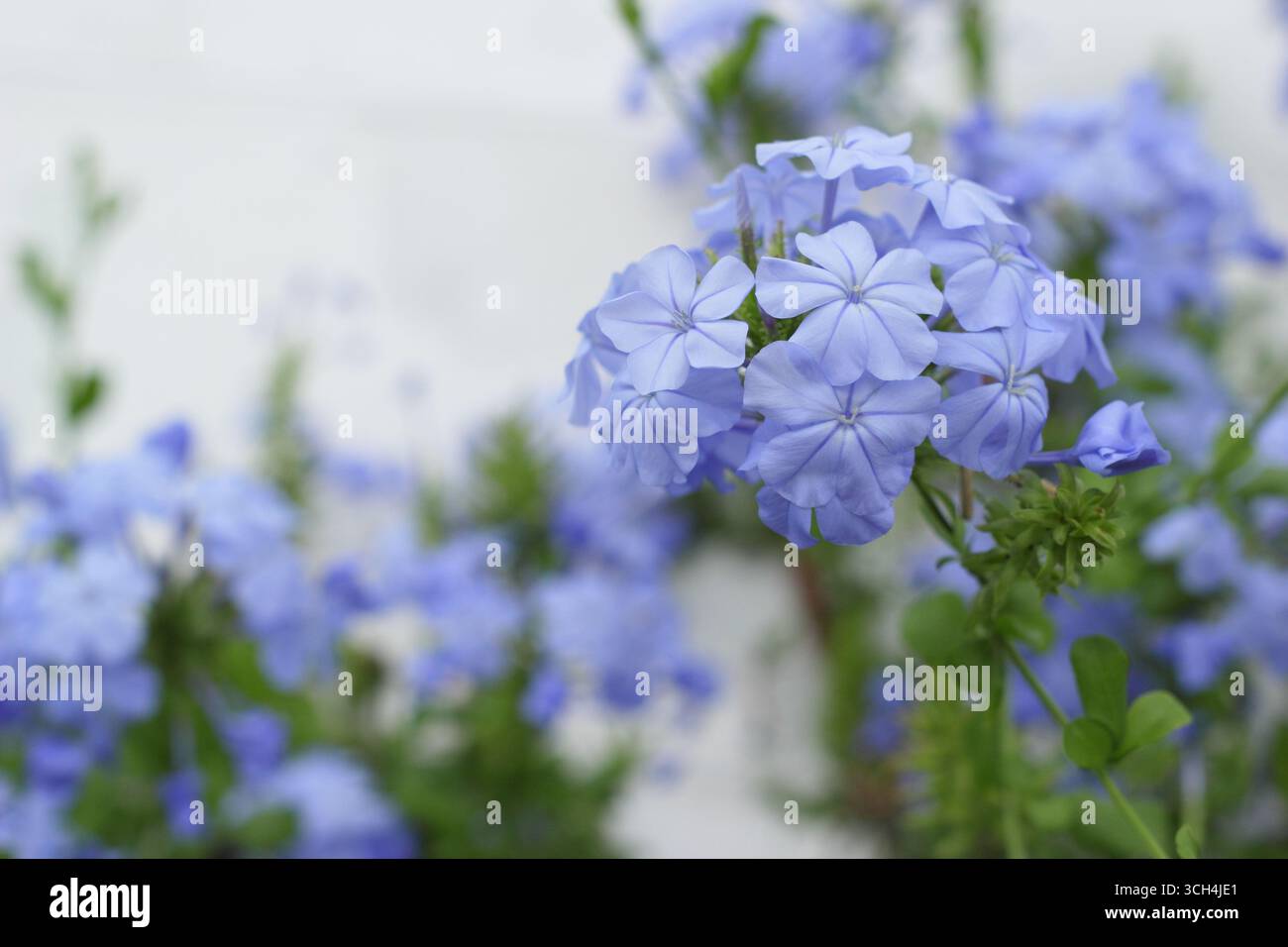 Fiori blu di Plumbago auriculata che crescono in una serra. REGNO UNITO. Chiamato anche Cape leadwort, Foto Stock