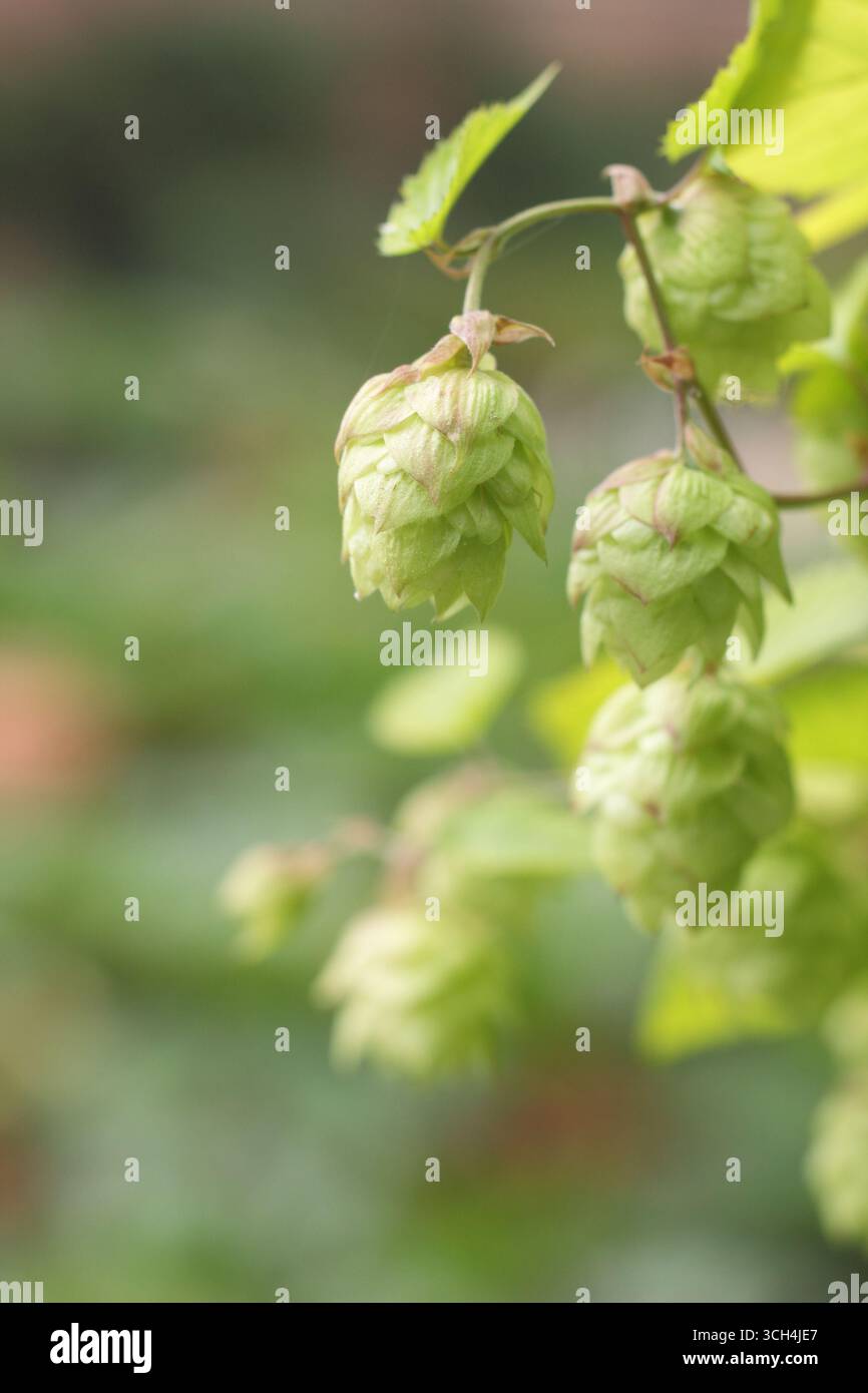 Fiori di luppolo Golden Tassell. Humulus lupulus "Golden Tassell", coni di luppolo che crescono in Inghilterra. REGNO UNITO Foto Stock Fiori di luppolo Golden Tassell. Humulus lupulus "Golden Tassell", coni di luppolo che crescono in Inghilterra. REGNO UNITO Foto Stock