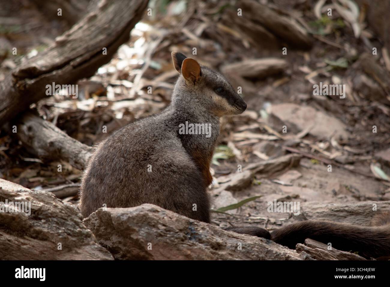I wallaby rocciosi dalla coda a spazzola hanno una striscia bianca a guancia e una striscia nera dalla fronte alla parte posteriore della testa Foto Stock