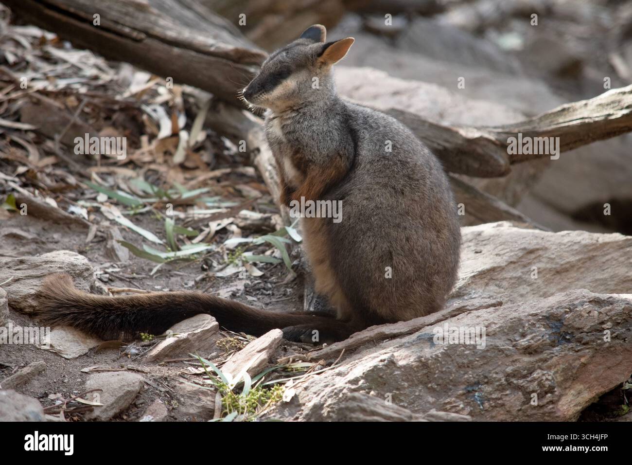 I wallaby rocciosi dalla coda a spazzola hanno una striscia bianca a guancia e una striscia nera dalla fronte alla parte posteriore della testa Foto Stock