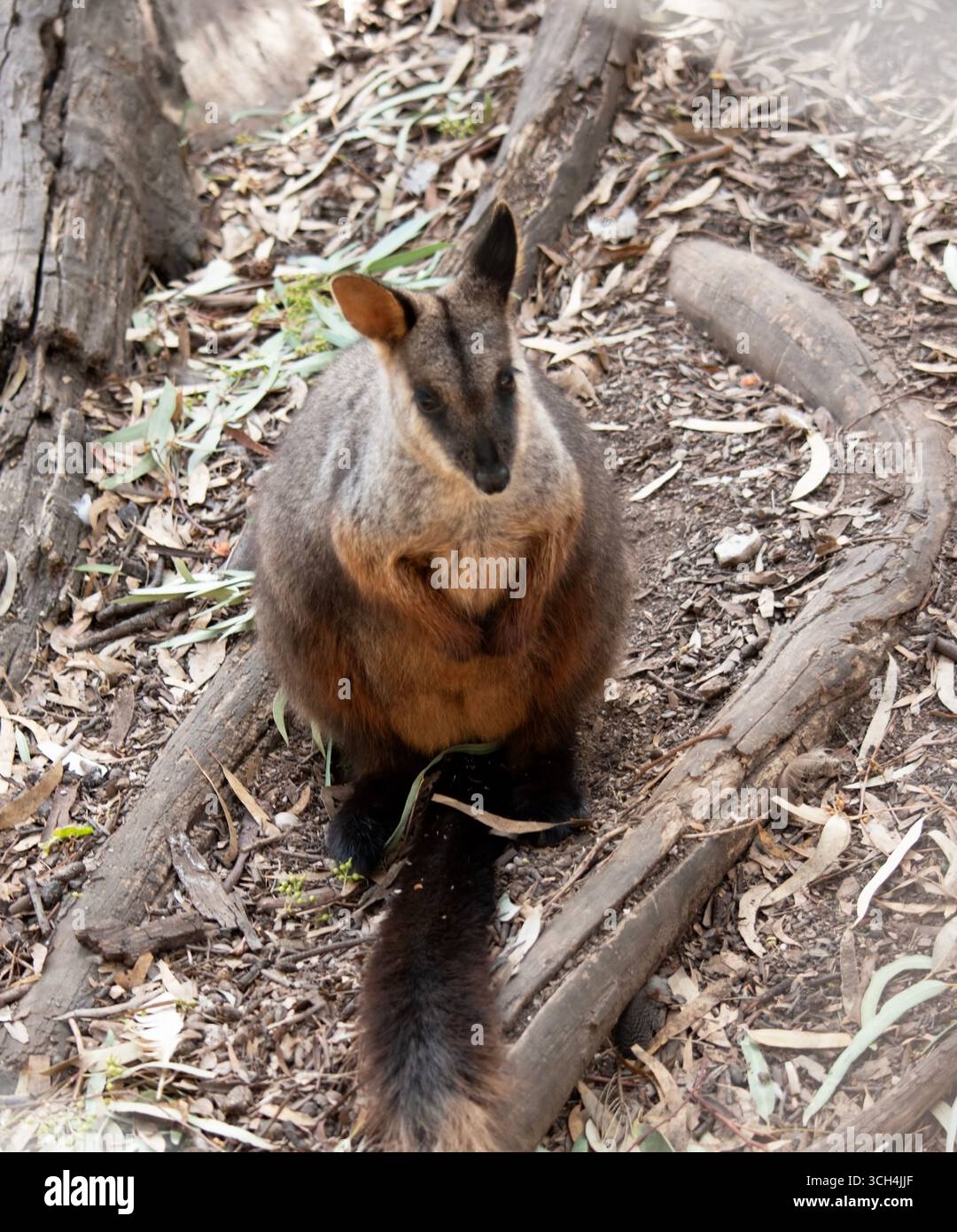 I wallaby rocciosi dalla coda a spazzola hanno una striscia bianca a guancia e una striscia nera dalla fronte alla parte posteriore della testa Foto Stock