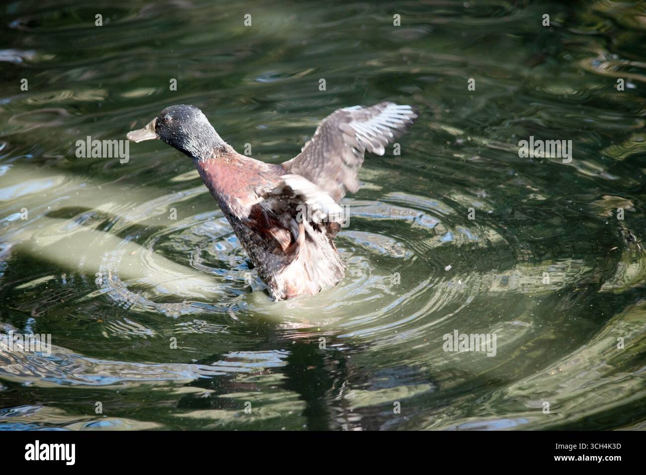 l'ottanio di castagno maschile ha una testa verde scuro e un corpo marrone Foto Stock