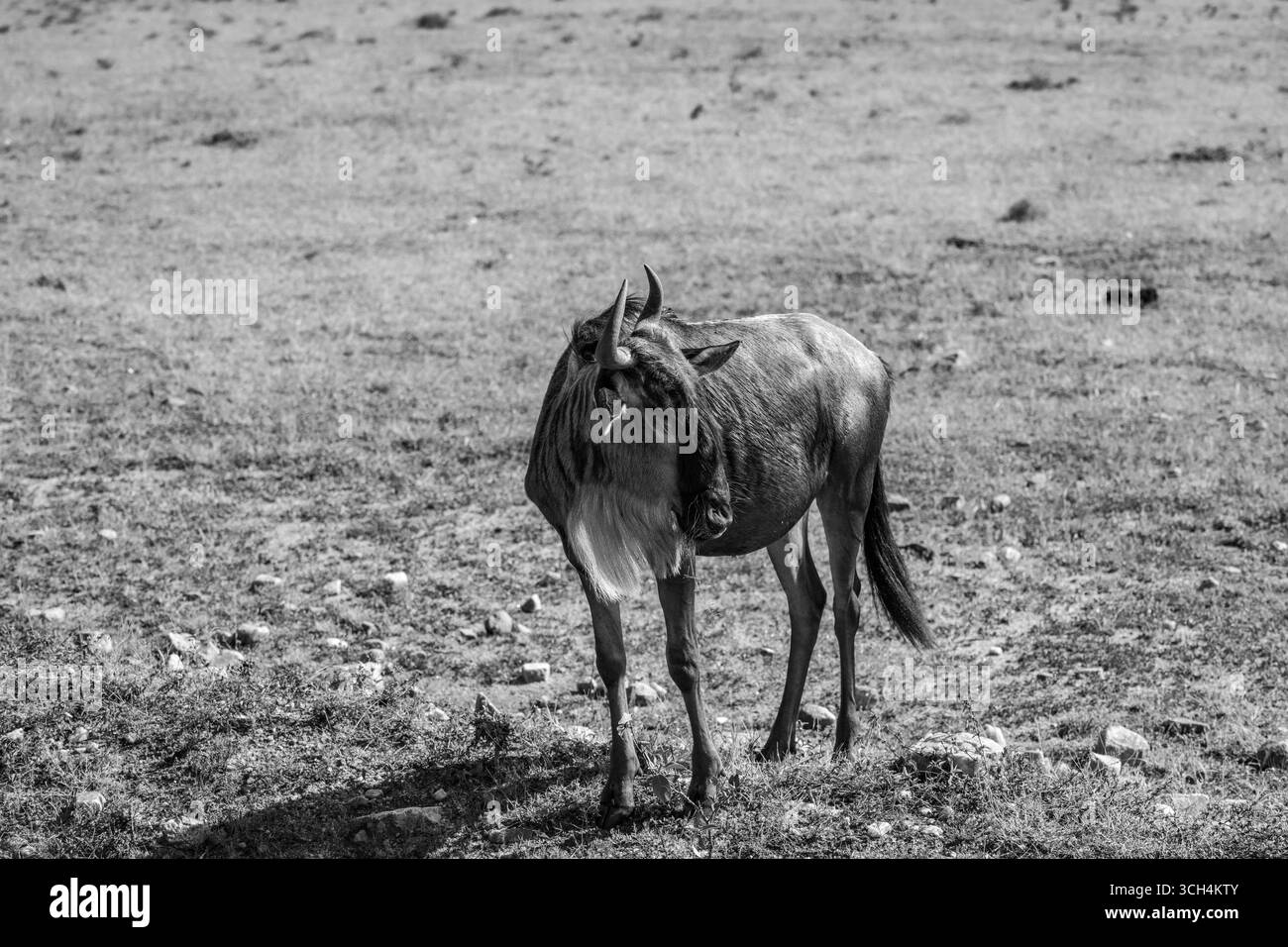 Blue Wildebeest nella riserva nazionale di Masai Mara Foto Stock