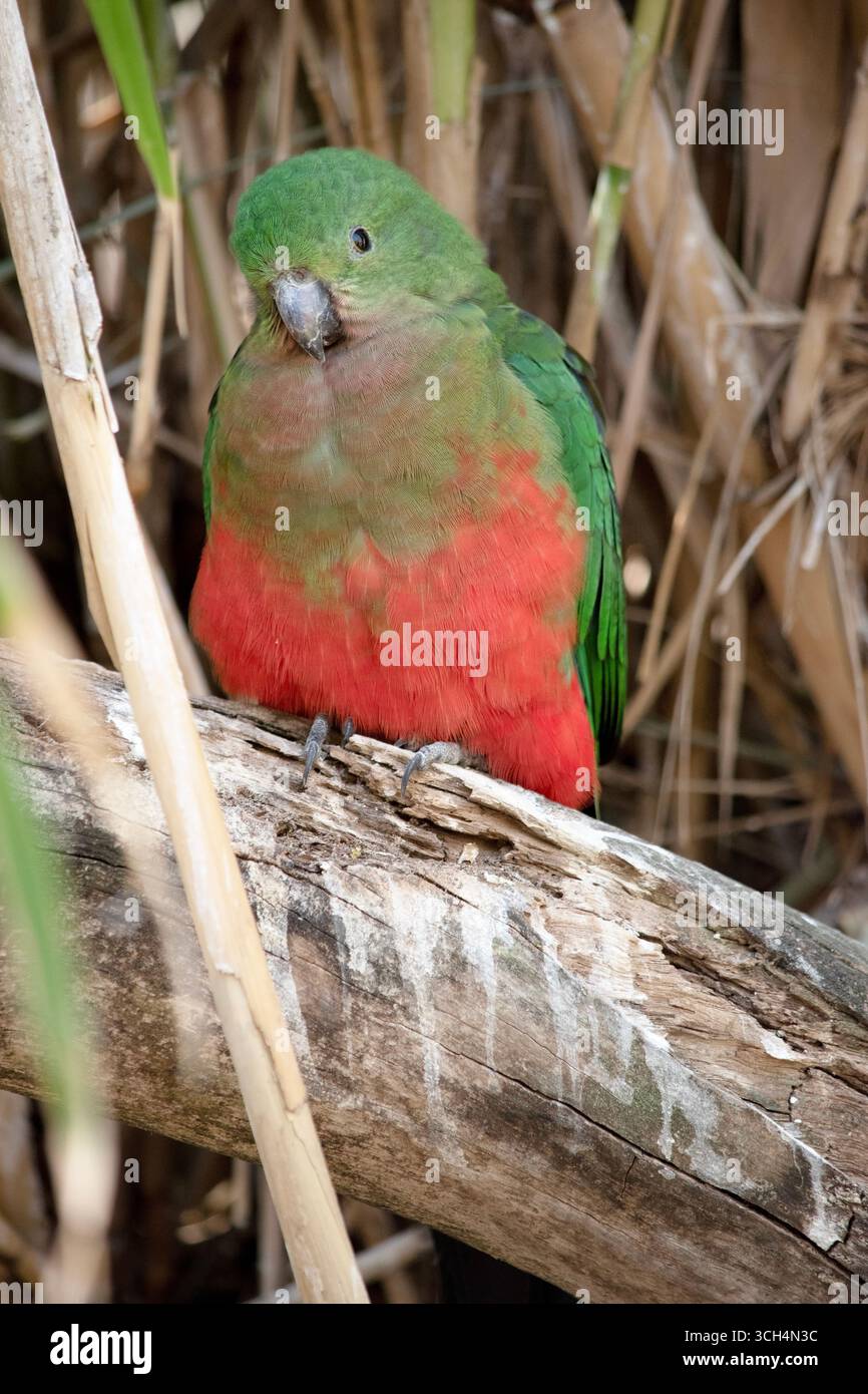 Il pappagallo reale australiano ha una pancia rossa e un dorso verde, con ali verdi e una lunga coda verde. Foto Stock