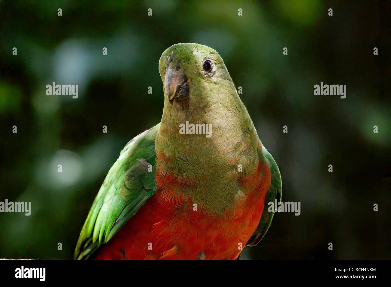Il pappagallo reale australiano femminile ha una pancia rossa e una schiena verde, con ali verdi e una lunga coda verde. Foto Stock