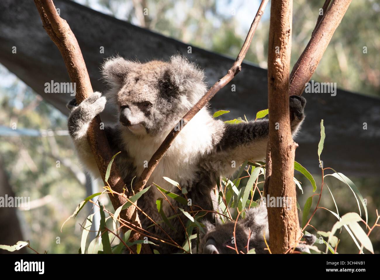 Il Koala ha una grande testa rotonda, grandi orecchie da pelliccia e un grosso naso nero. La loro pelliccia è solitamente grigio-marrone nel colore con pelliccia bianca sul petto, sulle braccia interne, Foto Stock