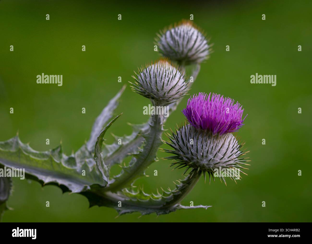 Fiore di cardo di latte (Silybum marianum) che fiorisce in un giardino. Primo piano sul fiore del cardo viola (Silybum marianum). Foto Stock