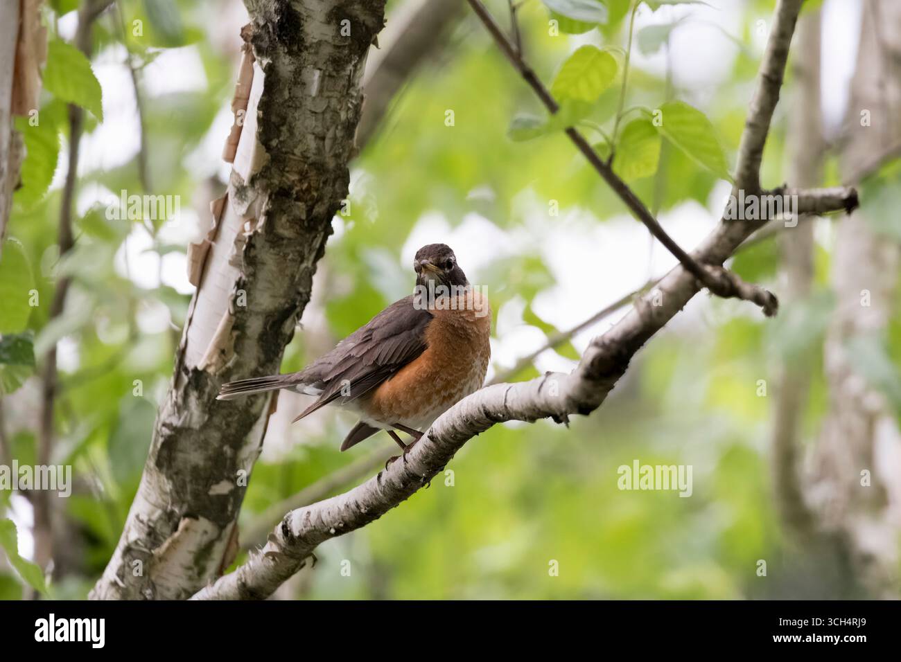Il Robin americano (Turdus migratorius), un uccello migratorio del vero genere Thrush e Turdidae, la più ampia famiglia di Thrush. Foto Stock
