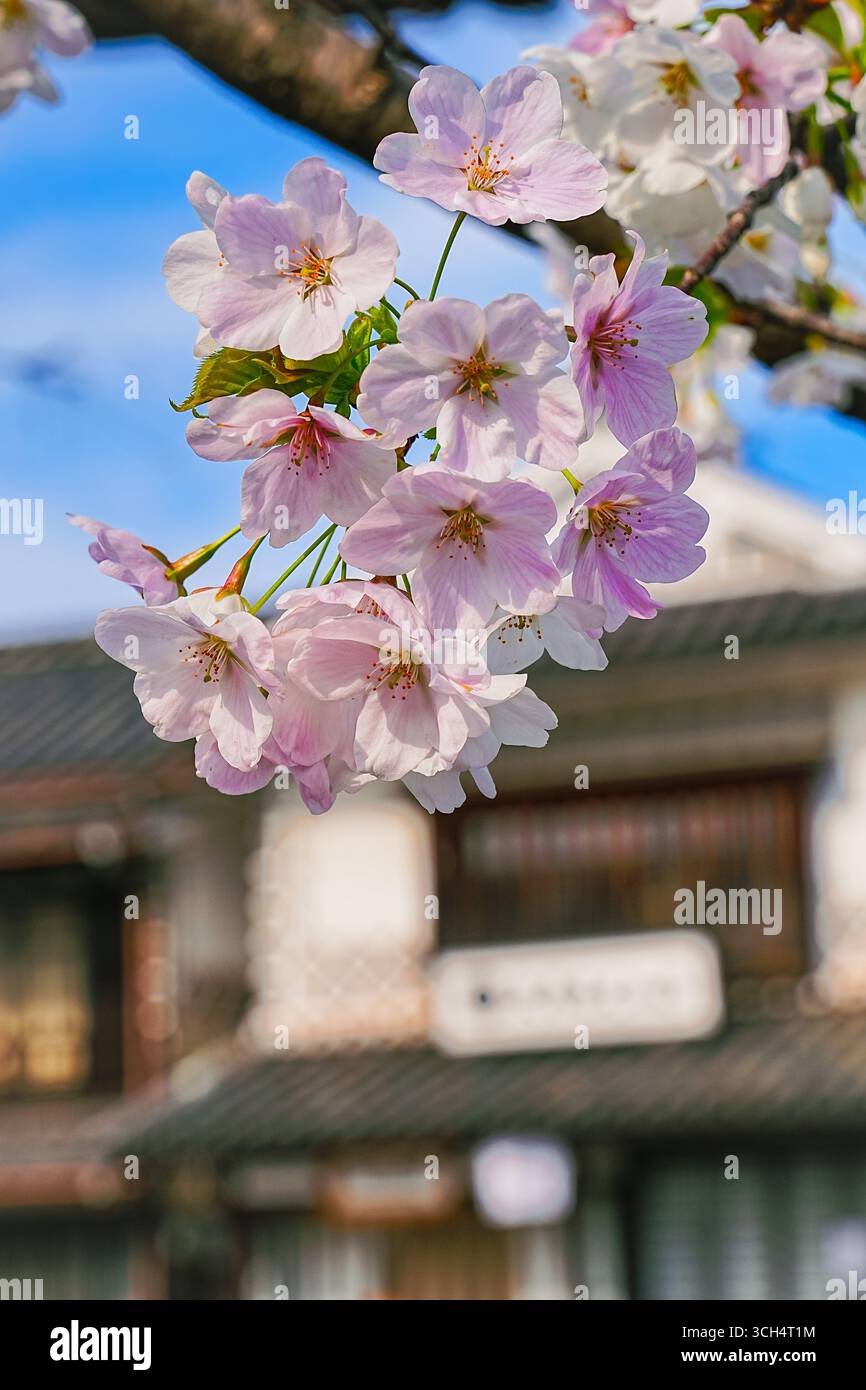 Vista dei bellissimi ciliegi in fiore con la tradizionale casa giapponese sullo sfondo in primavera in Giappone. Foto Stock