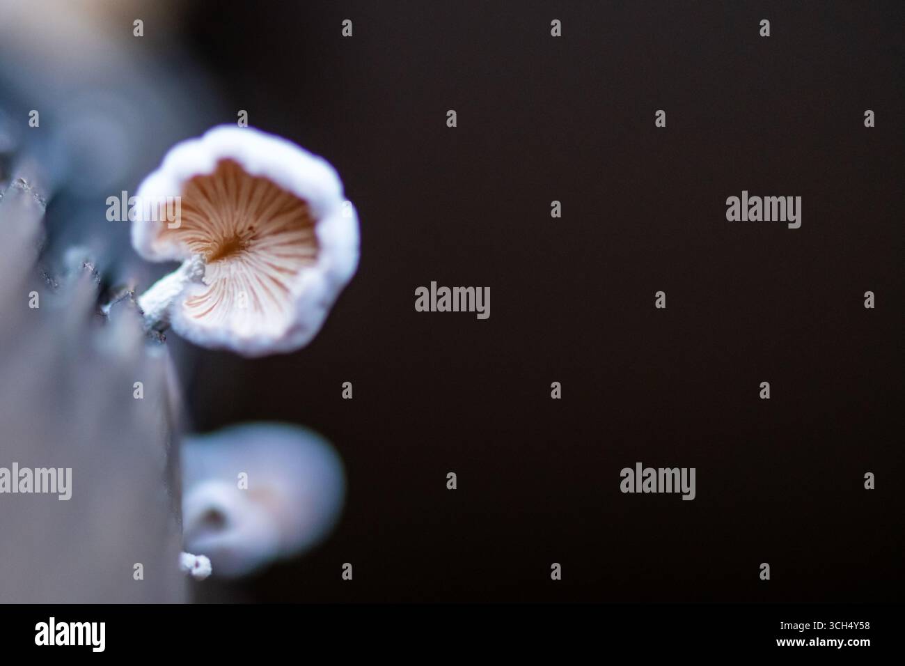 I funghi crescono su sfondo grigio isolato Foto Stock