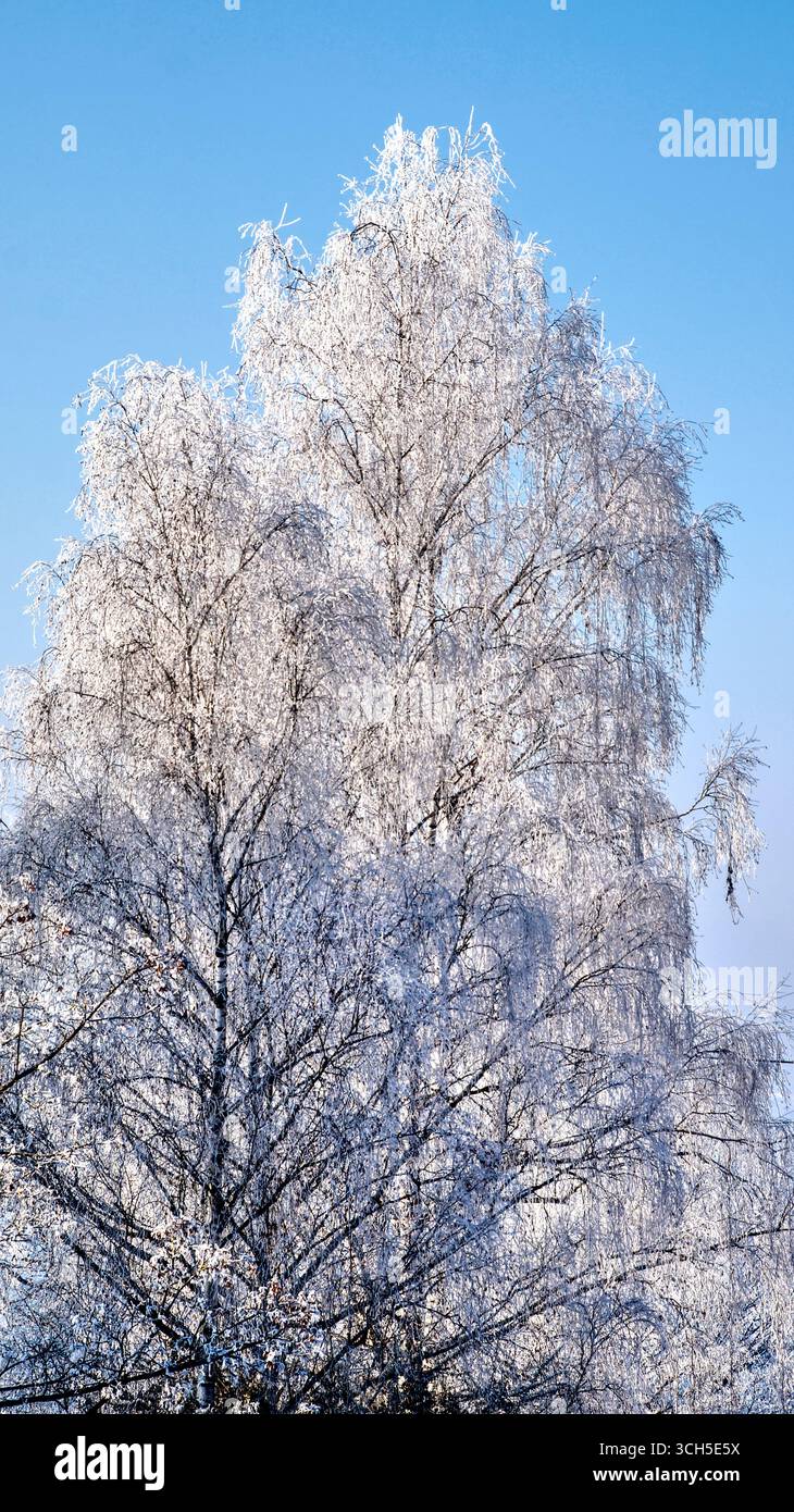 Corona di alberi ricoperta di gelo contro un cielo limpido e blu del pomeriggio in inverno. Foto Stock Corona di alberi ricoperta di gelo contro un cielo limpido e blu del pomeriggio in inverno. Foto Stock