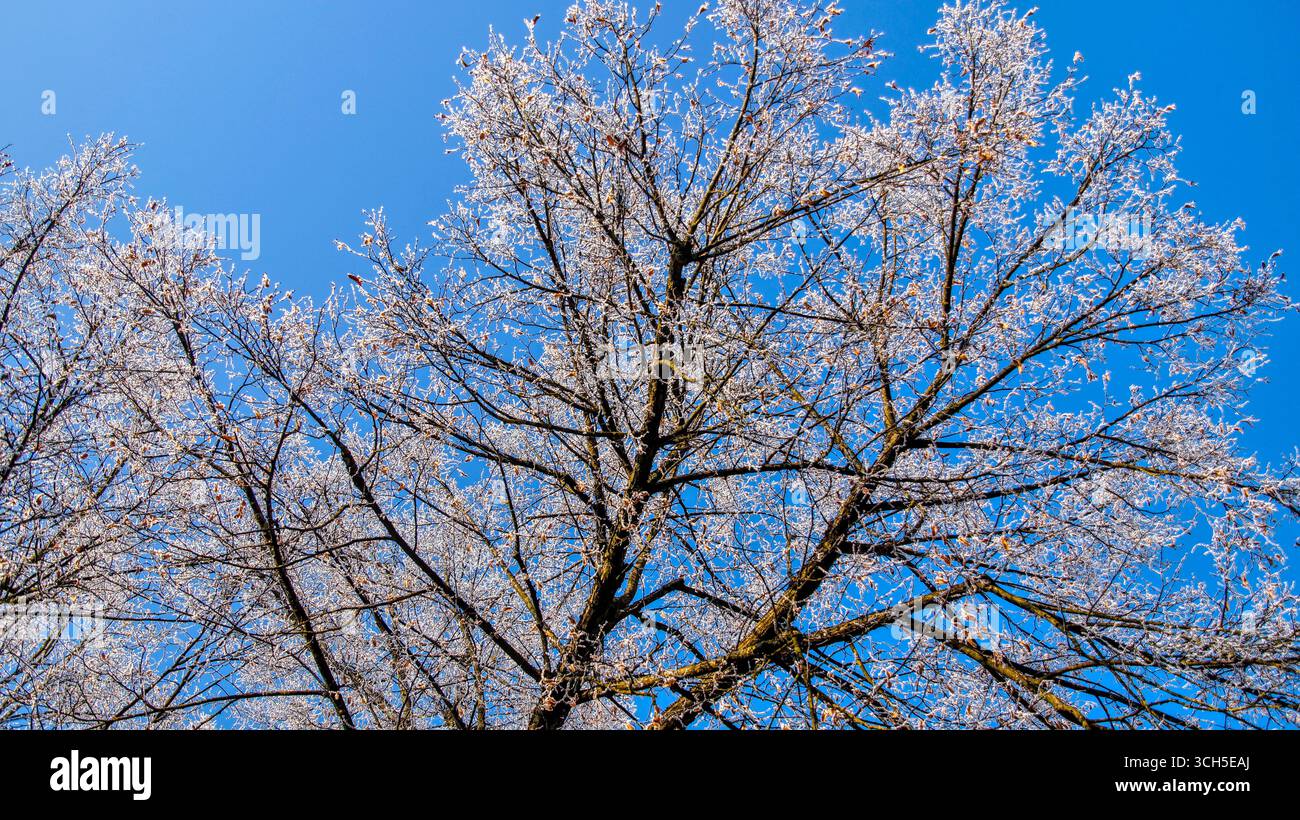 Corona di alberi ricoperta di gelo contro un cielo limpido e blu del pomeriggio in inverno. Foto Stock Corona di alberi ricoperta di gelo contro un cielo limpido e blu del pomeriggio in inverno. Foto Stock