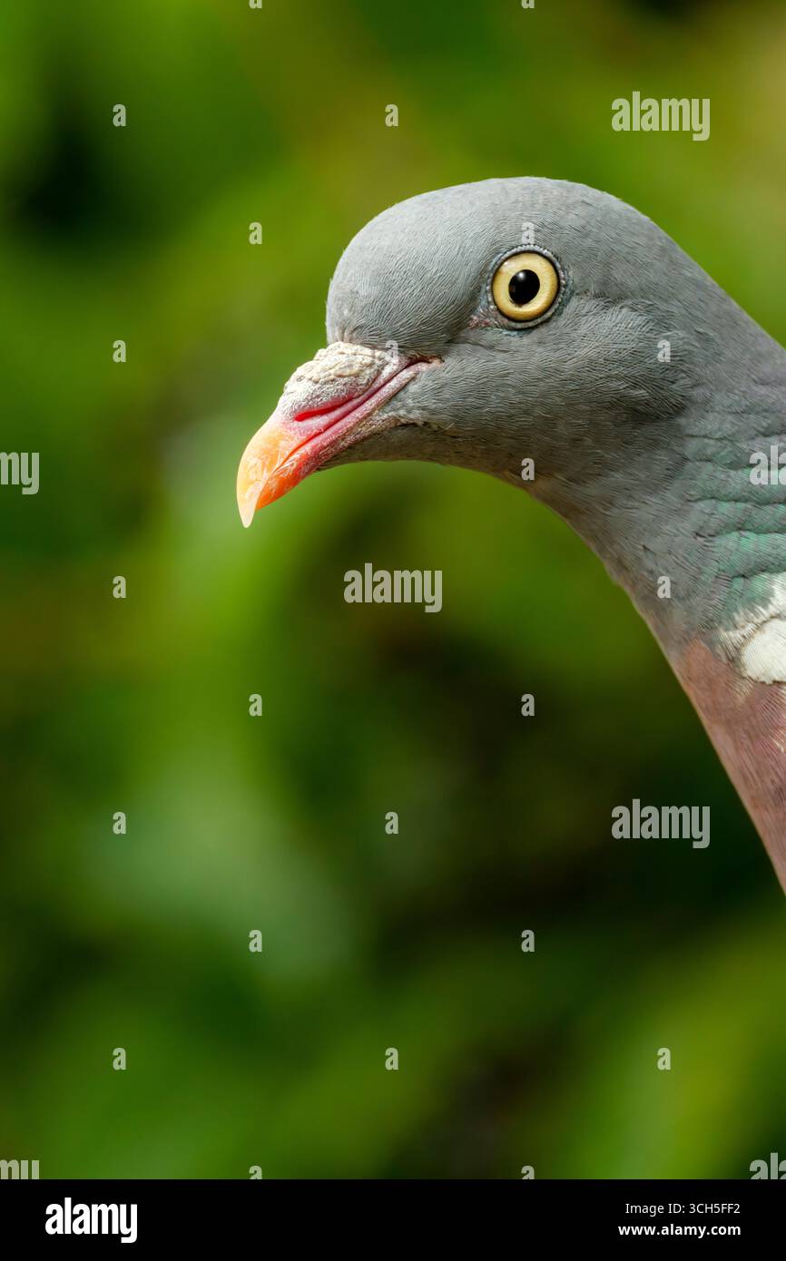 Malmesbury, Wiltshire - il piccione di legno comune (Columba palumbus), noto anche semplicemente come piccione di legno, è una grande specie nella colomba e piccione fam Foto Stock