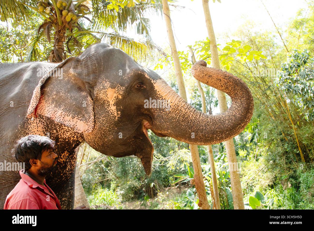 Sri Lanka 10 febbraio 2023. Il giovane uomo dello Sri Lanka vestito con abiti estivi brillanti sorride e si trova vicino a un'alta palma su una strada sterrata accanto alla sua Foto Stock