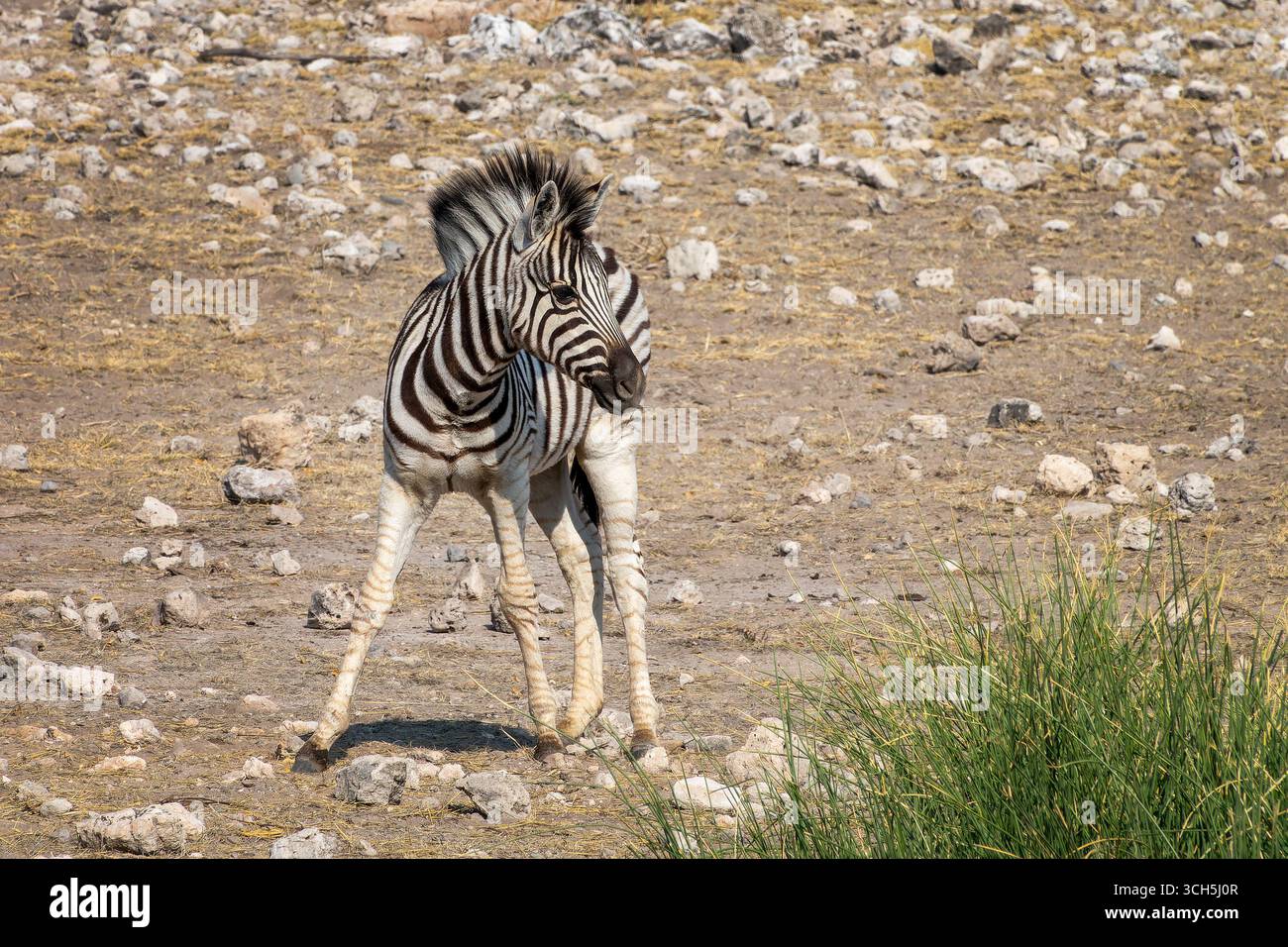 Foto ravvicinata di una simpatica zebra di montagna, safari naturalistico e safari in Namibia, Africa Foto Stock