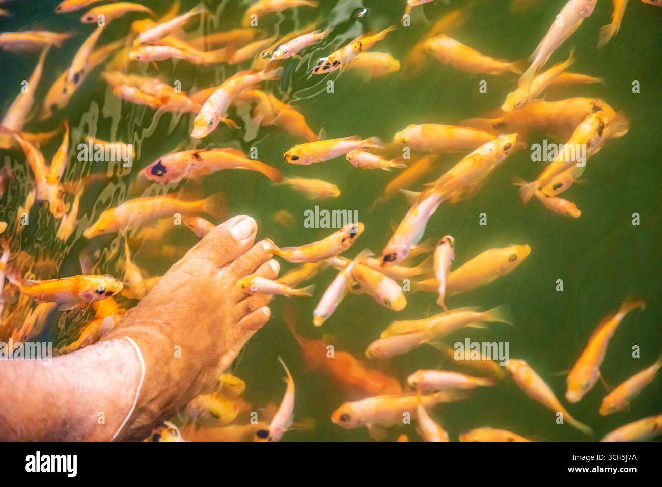 Un sacco di pesci Kangal di arancia nibble sulla pelle morta e cheratinizzata sul piede di una donna. Pedicure naturale nello Sri Lanka. Fattoria di attrazioni dello Sri Lanka con Foto Stock