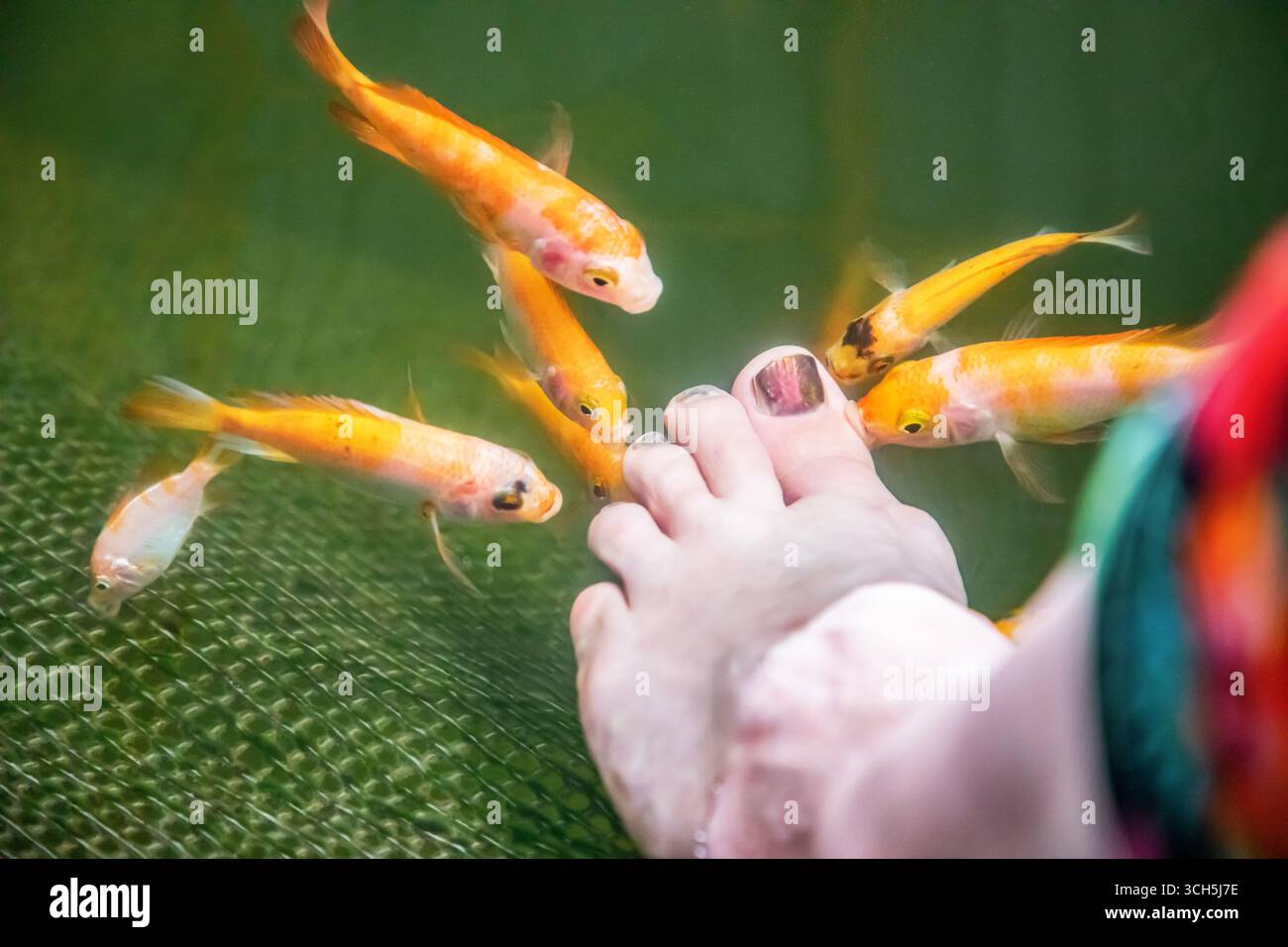 Un sacco di pesci Kangal di arancia nibble sulla pelle morta e cheratinizzata sul piede di una donna. Pedicure naturale nello Sri Lanka. Fattoria di attrazioni dello Sri Lanka con Foto Stock