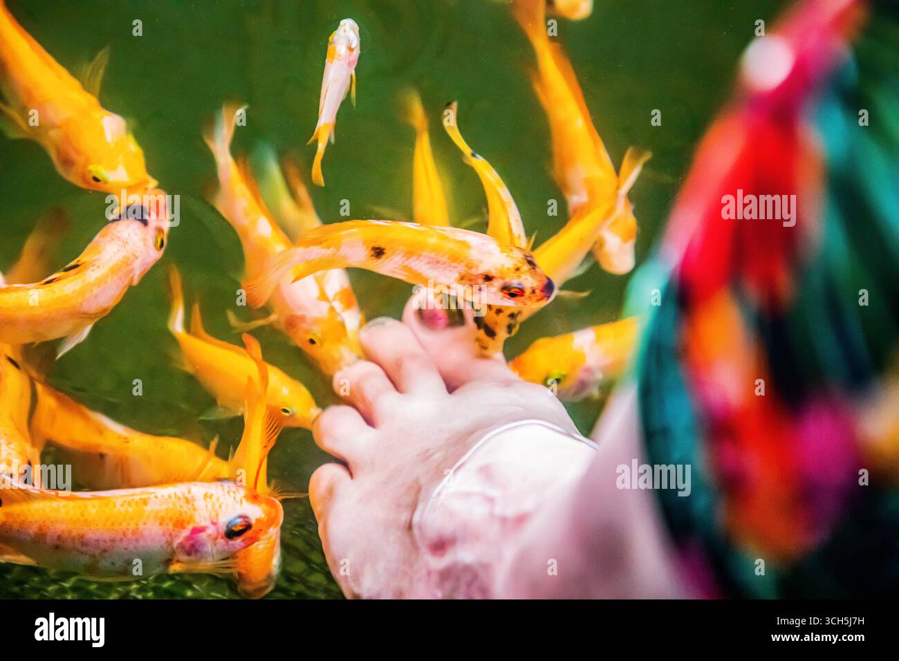 Un sacco di pesci Kangal di arancia nibble sulla pelle morta e cheratinizzata sul piede di una donna. Pedicure naturale nello Sri Lanka. Fattoria di attrazioni dello Sri Lanka con Foto Stock