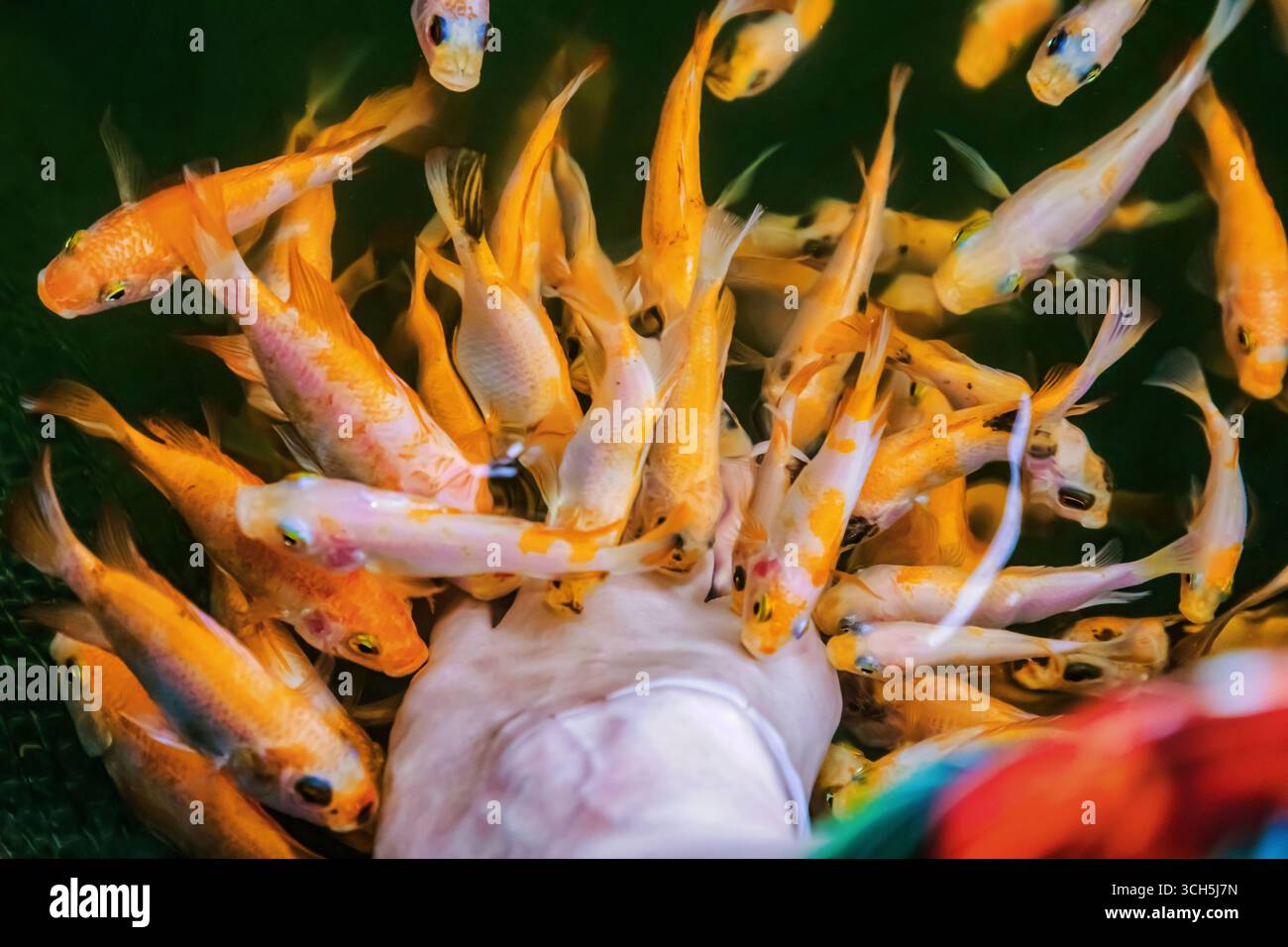 Orange Little Kangal pesce nibble morto, pelle cheratinizzata del piede di donna. Pedicure naturale. Centro di attrazione dello Sri Lanka Fish Fish Spa Care. Garra Rufa trea Foto Stock