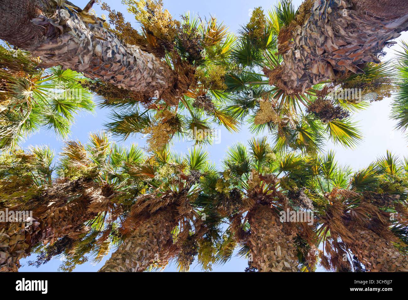 Palme tropicali che crescono in fila, vista dal basso contro il cielo. Foto Stock