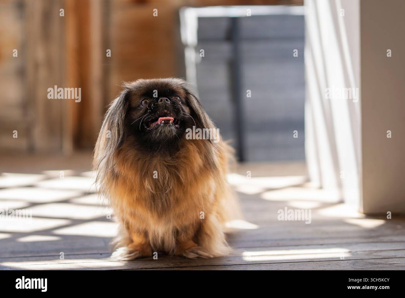 Un cane reale pekingese su pavimento in legno al coperto. Cane pekingese rosso zibellino a pelo lungo, femmina adulta. Conosciuto anche come Pekinese, il cane da leone di Pechino. Foto Stock