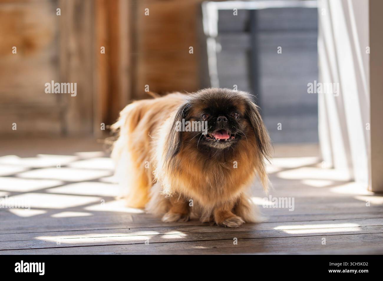 Un cane reale pekingese su pavimento in legno al coperto. Cane pekingese rosso zibellino a pelo lungo, femmina adulta. Conosciuto anche come Pekinese, il cane da leone di Pechino. Foto Stock