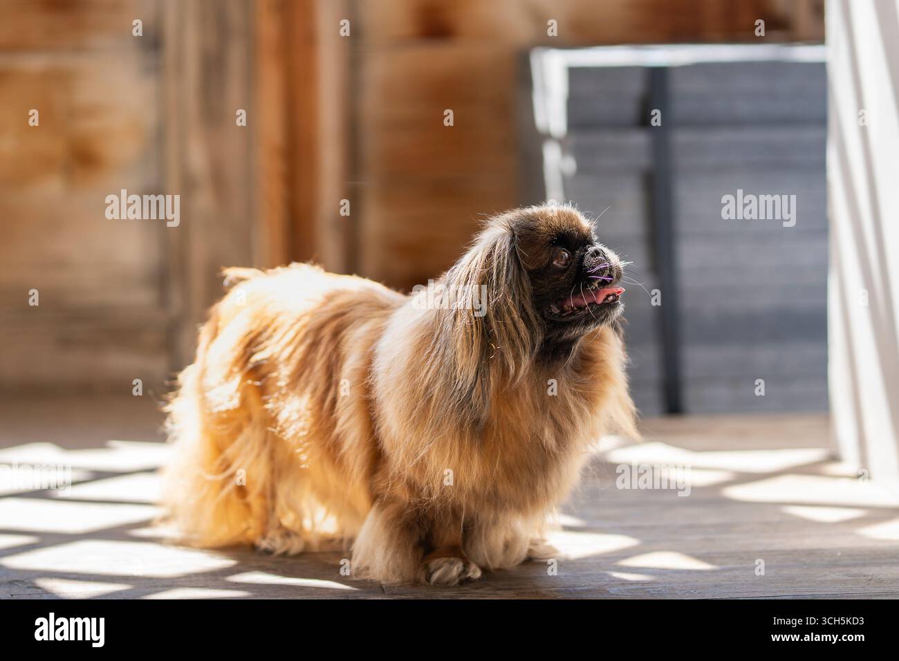 Un cane reale pekingese su pavimento in legno al coperto. Cane pekingese rosso zibellino a pelo lungo, femmina adulta. Conosciuto anche come Pekinese, il cane da leone di Pechino. Foto Stock