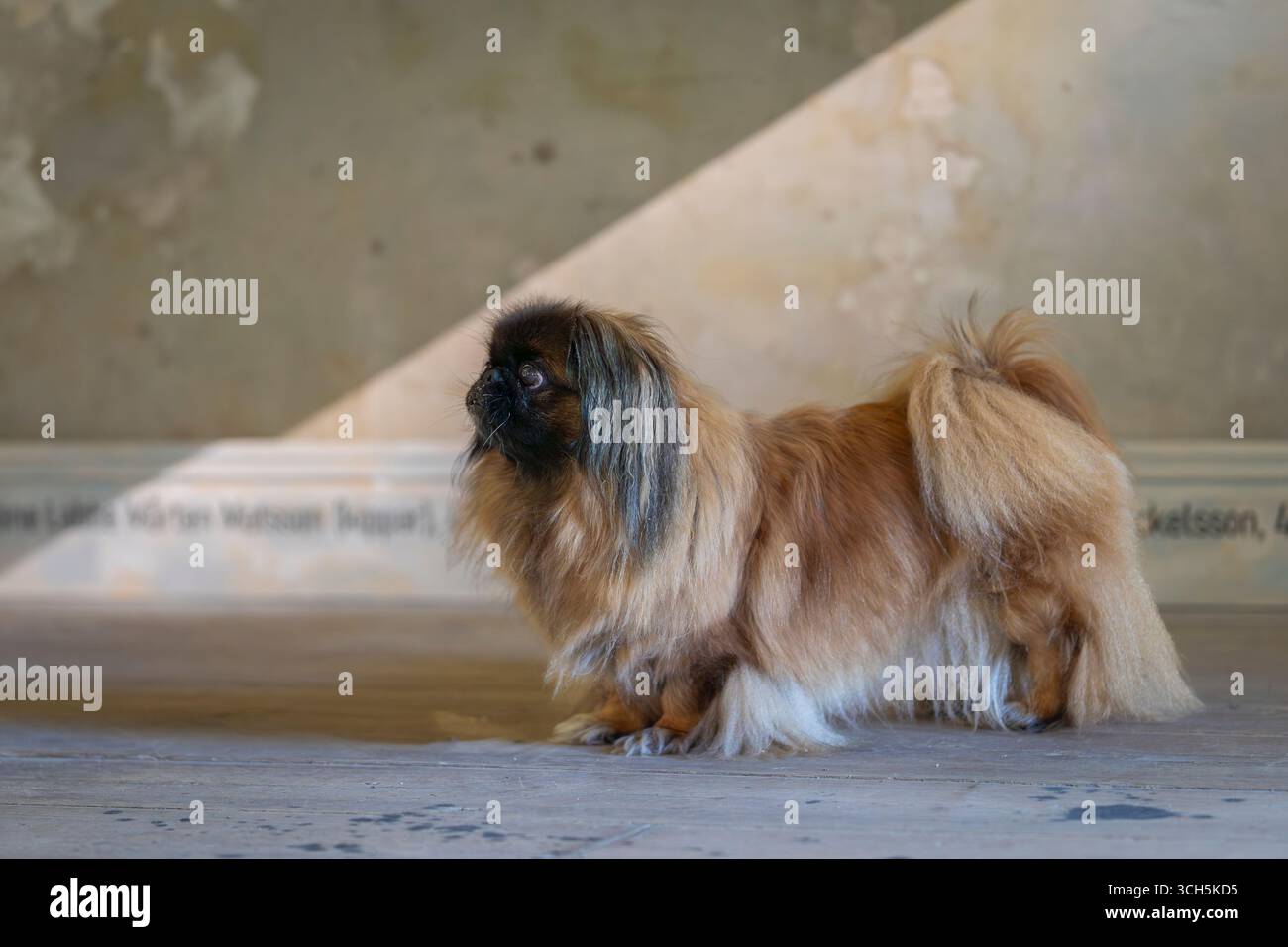 Un cane reale pekingese su pavimento in legno al coperto. Cane pekingese rosso zibellino a pelo lungo, femmina adulta. Conosciuto anche come Pekinese, il cane da leone di Pechino. Foto Stock