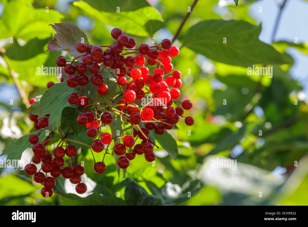 Luminoso gruppo di bacche di viburnum rosso con foglie verdi e bokeh, perfetto per il raccolto, le erbe e i temi del benessere stagionale. Foto Stock