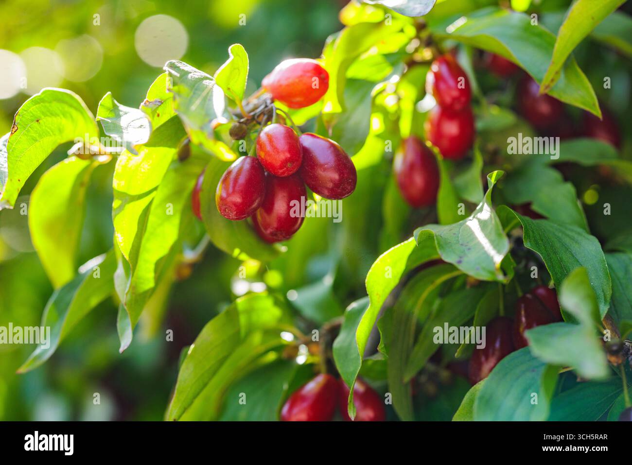 Primo piano di frutta Cornus mas rossa su ramo a foglia con bokeh morbido, perfetto per la raccolta, l'erboristeria, la nutrizione e i design stagionali. Foto Stock