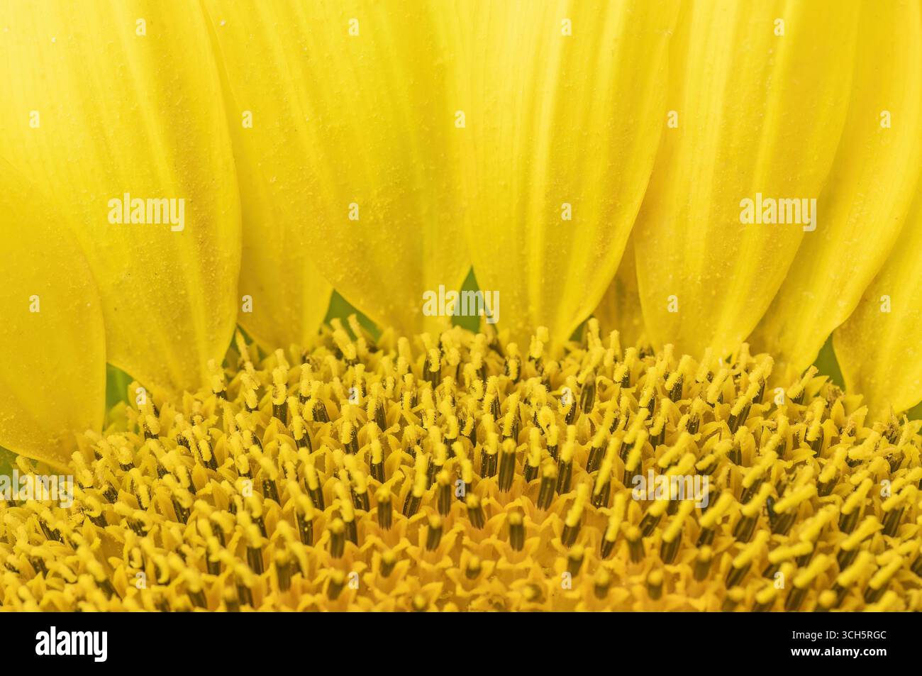 La macro fotografia di stami e pistole del girasole formano un semicerchio e sullo sfondo sono presenti petali gialli che formano uno spazio di copia. Orizzontale Foto Stock