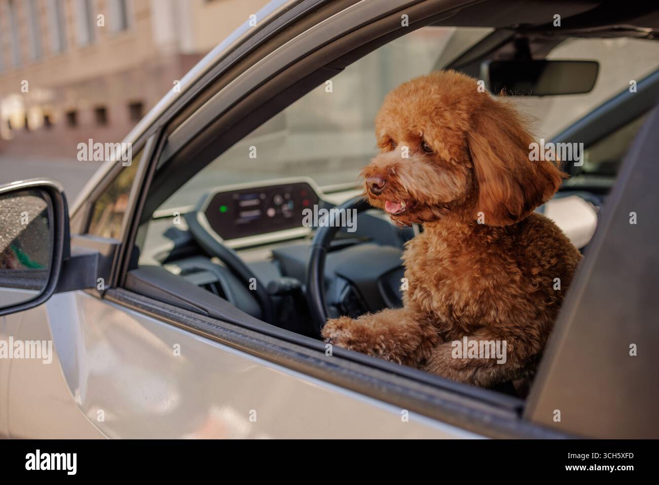 Adorabile cane seduto in un'auto pronto per un viaggio, simboleggia la libertà, il viaggio, le avventure divertenti e la gioia della compagnia di animali domestici. Foto Stock