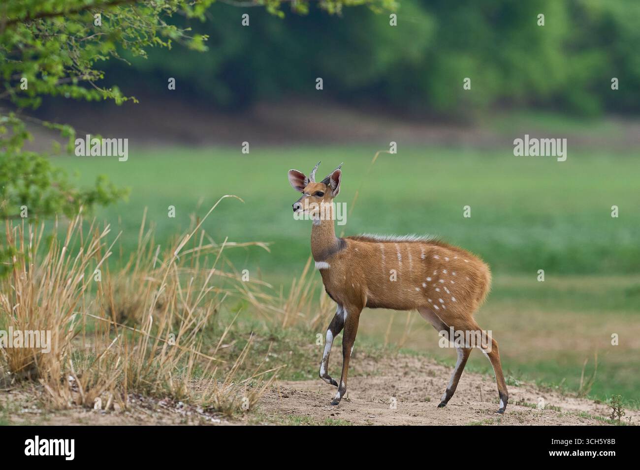 Bushbuck (Tragelaphus scriptus) nel South Luangwa National Park, Zambia Foto Stock