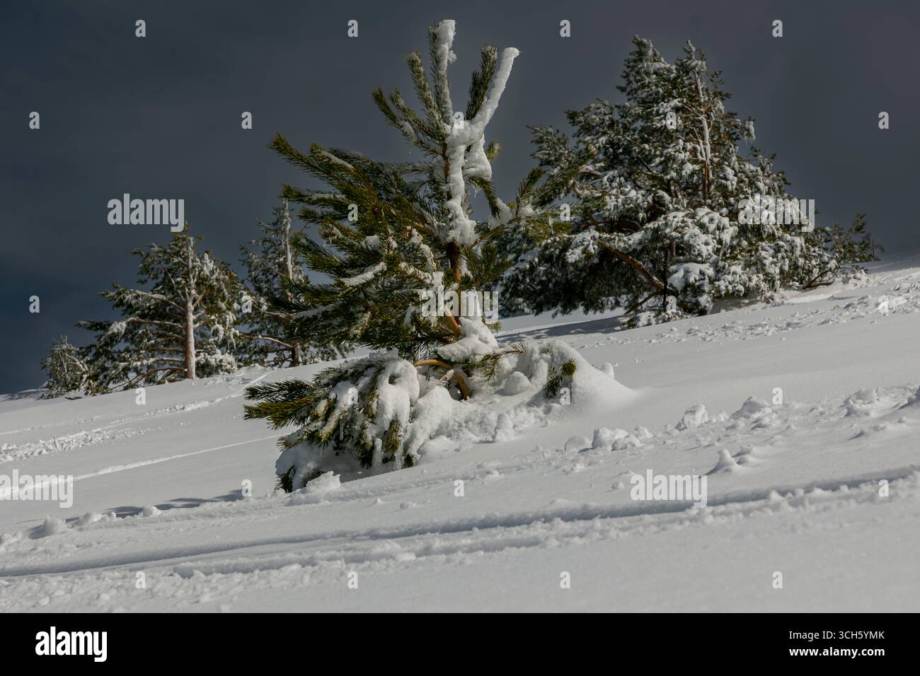 Solitudine alpina selvaggia Foto Stock