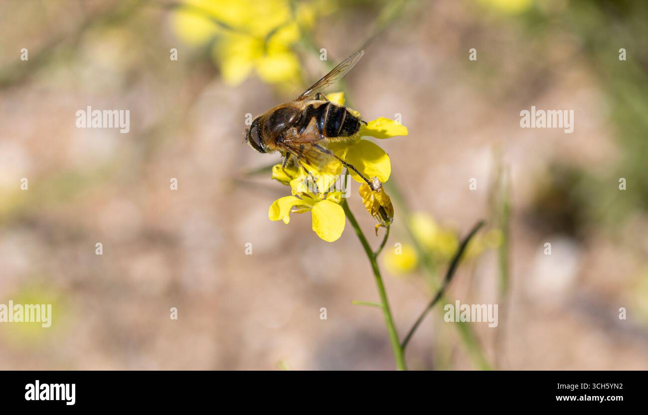 Nettare di raccolta delle api da Fiore giallo – primo piano di impollinazione in ambiente naturale Foto Stock
