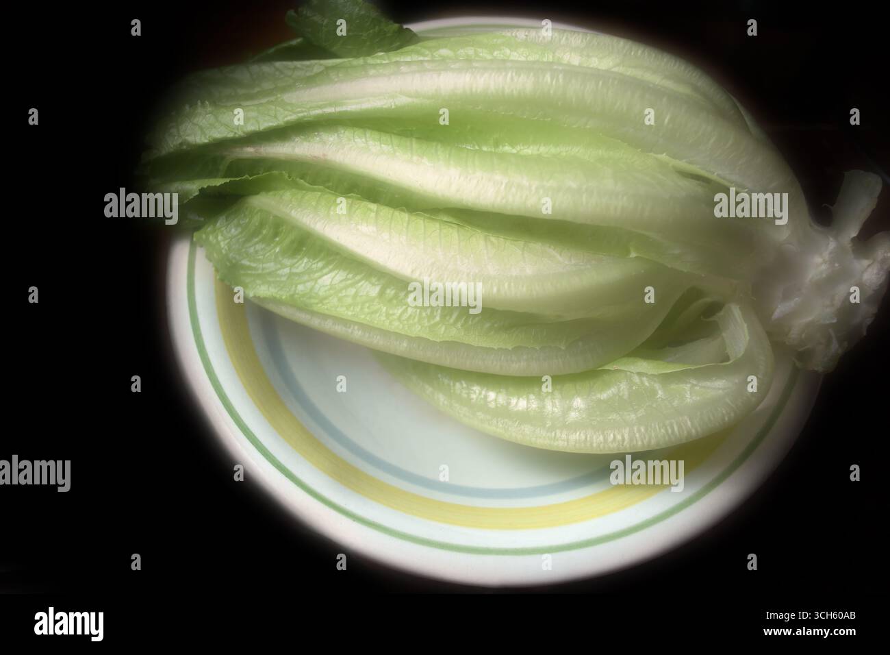 Lactuca Longifolia, natura morta Foto Stock