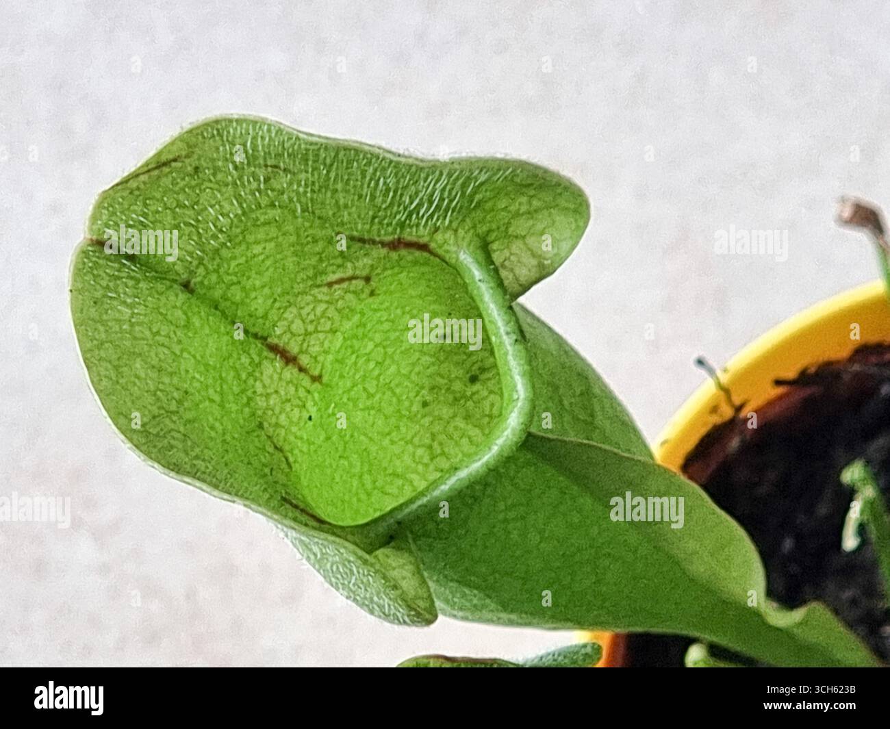 Primo piano della bocca del tubo di caraffa dell'ibrida di Sarracenia, pianta carnivora in vaso; alias pianta di caraffa americana o caraffa tromba - Immagine stock catturata con smartphone