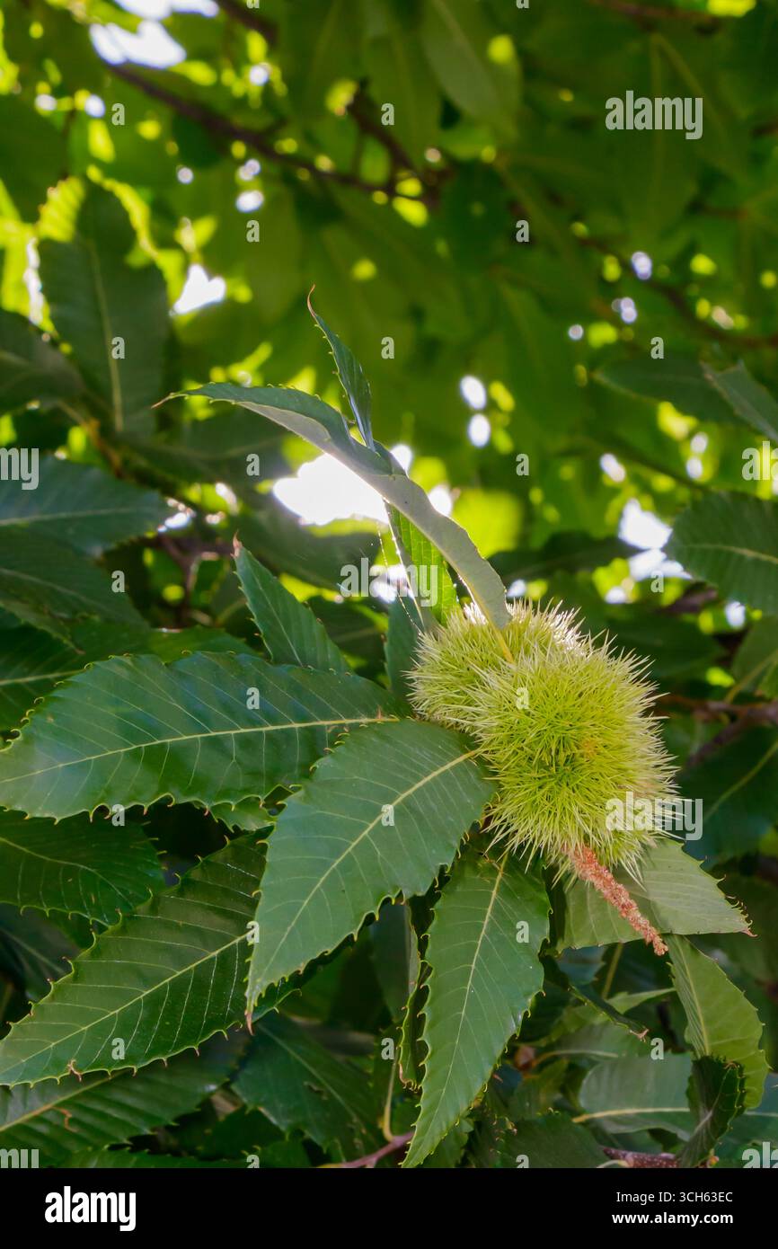 Tra le foglie lussureggianti emergono cime di castagno verde brillante, catturando la luce del sole di una calda giornata estiva in un ambiente all'aperto sereno, lo showcasin Foto Stock