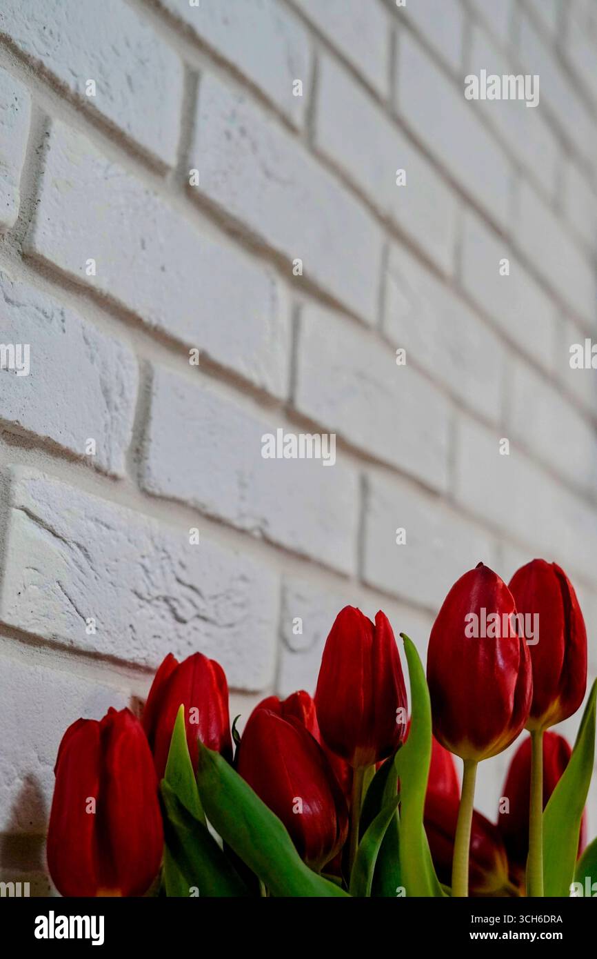 Meravigliosamente vibranti tulipani rossi si abbinano a un regalo per le festività delle donne del White Brick Wall, 8 marzo, San Valentino Foto Stock