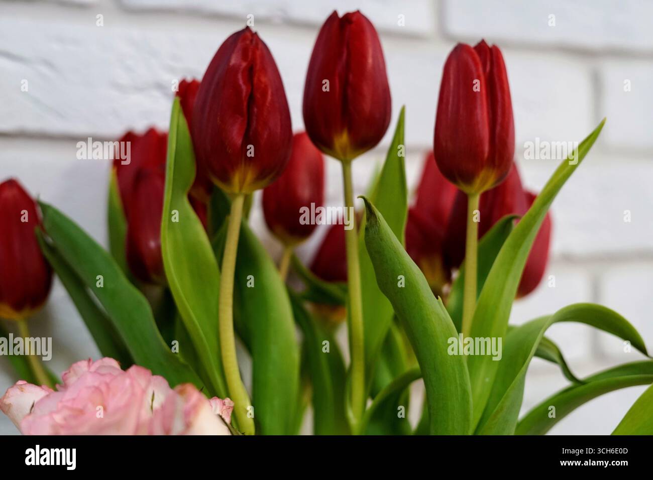 I vibranti tulipani rossi sullo sfondo del mattone bianco regalo per le festività femminili dell'8 marzo, San Valentino Foto Stock