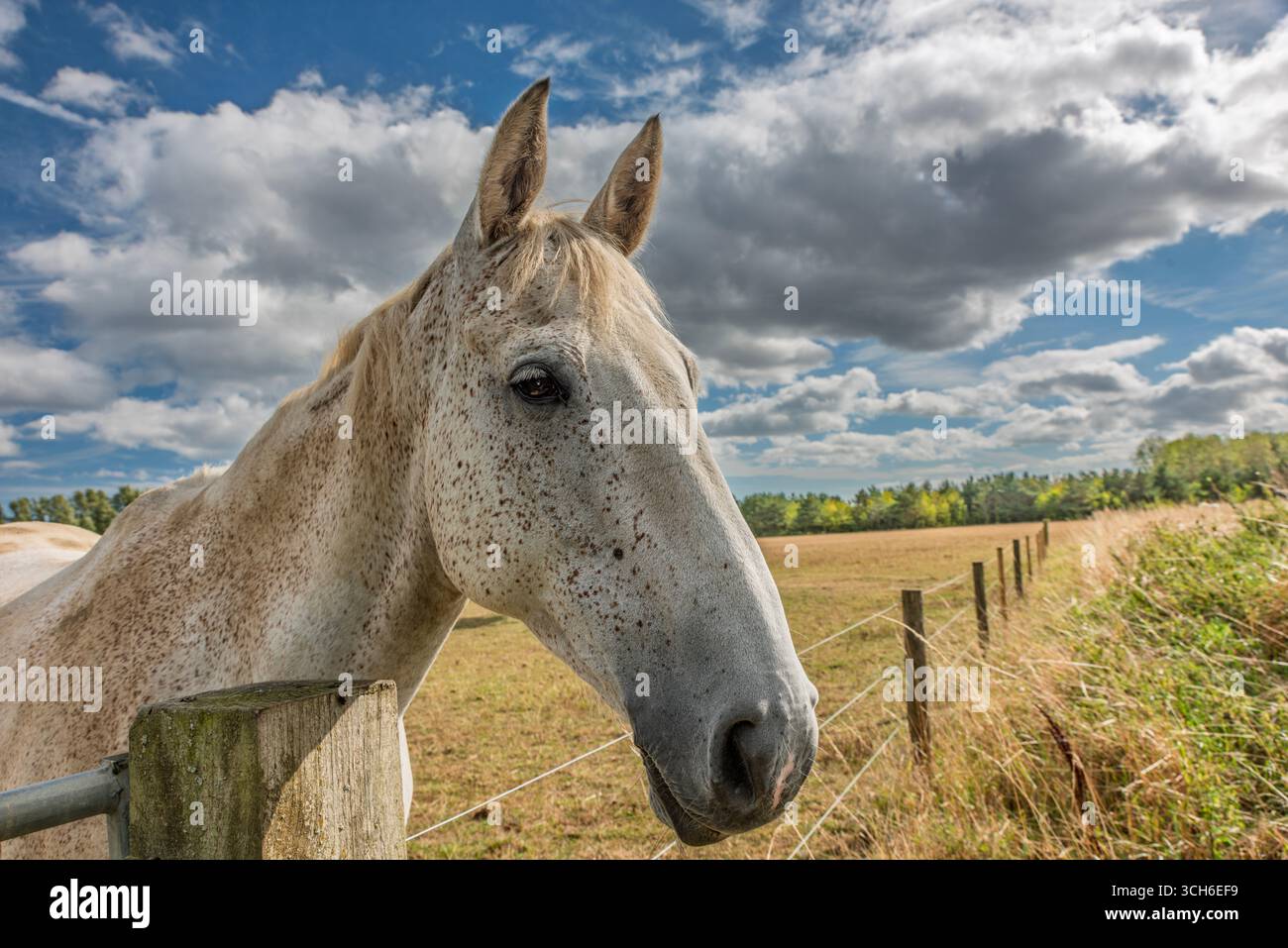 Il cavallo accanto al Fence Post sotto il cielo drammatico nella campagna inglese Foto Stock