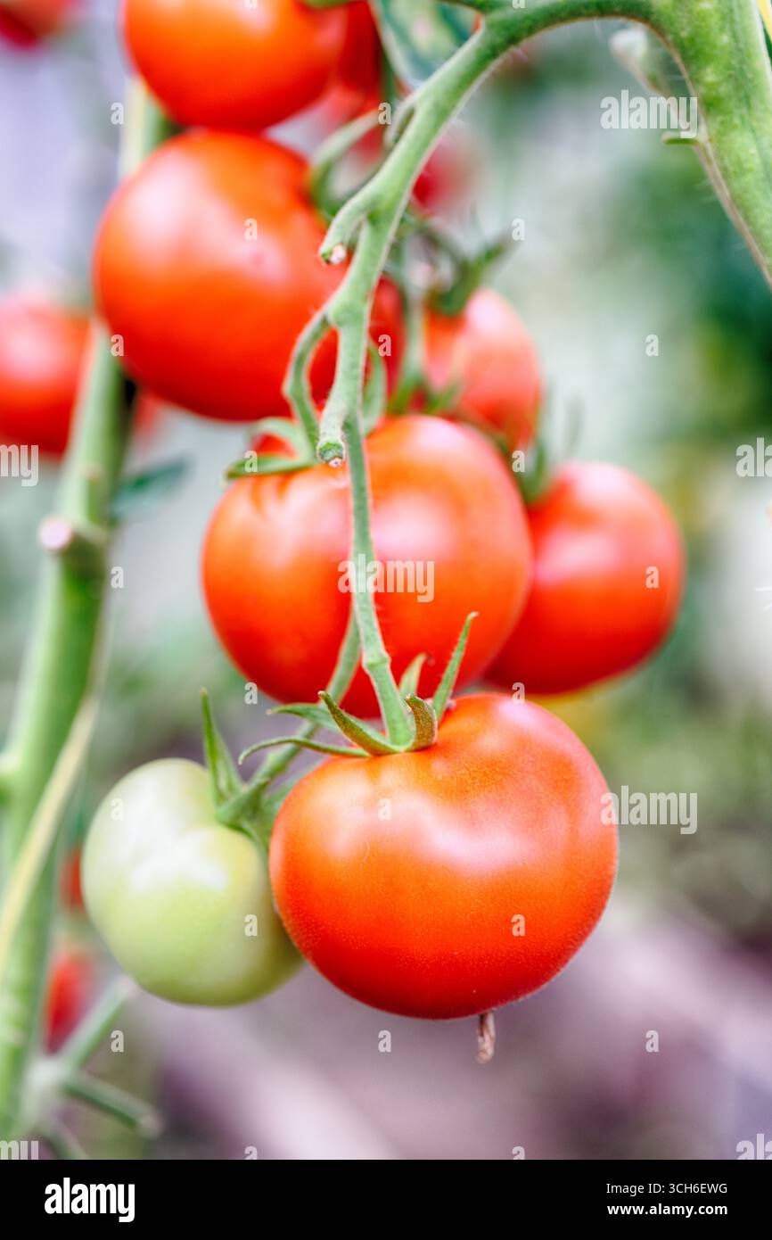 Pomodori rossi su un cespuglio in una serra Foto Stock