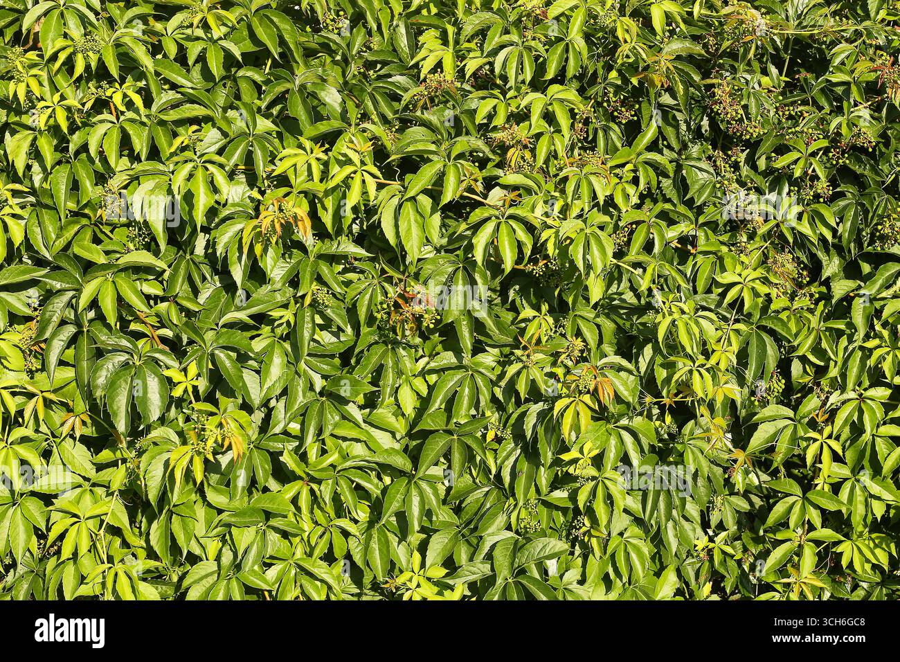 Sfondo verde delle foglie d'arrampicata. Struttura naturale della parete vegetale. Concetto di ecologia e natura. Dettagli di fogliame freschi alla luce del sole. Vegetazione all'aperto. Foto Stock