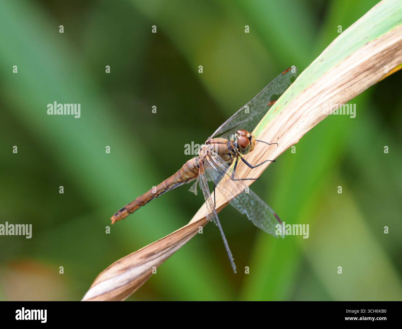 Common darter dragonfly sympetrum striolatum, Wicken Fen, Cambridgeshire, Regno Unito Foto Stock