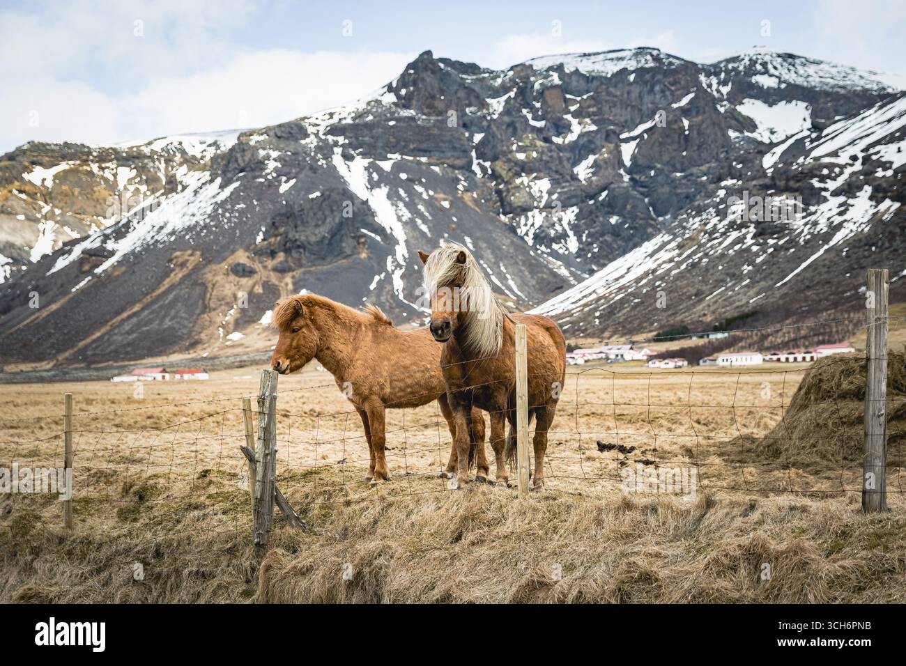 Due cavalli islandesi dietro una recinzione in filo metallico in un paesaggio montano, l'Islanda Foto Stock